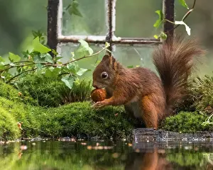Sciurus Vulgaris Habitat Drucke: Red Squirrel, Sciurus vulgaris