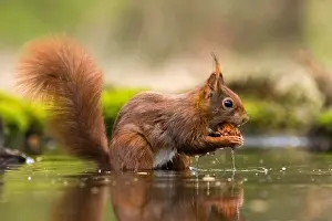 European Red Squirrel Drucke: Red Squirrel, Sciurus vulgaris