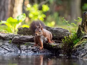 Close Up Animal Photos Drucke: Red Squirrel, Sciurus vulgaris