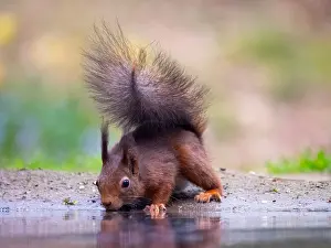 Close Up Animal Photos Drucke: Red Squirrel, Sciurus vulgaris