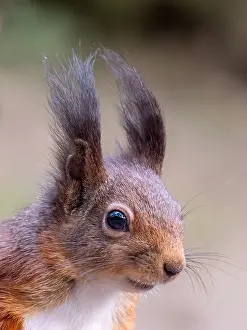 Sciurus Vulgaris Portrait Drucke: Red Squirrel, Sciurus vulgaris