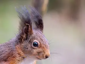 Netherlands Wildlife Images Drucke: Red Squirrel, Sciurus vulgaris