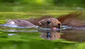 European Red Squirrel Drucke: Red Squirrel, Sciurus vulgaris