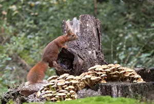 European Red Squirrel Drucke: Red Squirrel, Sciurus vulgaris