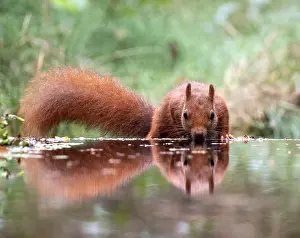 European Red Squirrel Drucke: Red Squirrel, Sciurus vulgaris