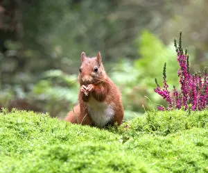 European Red Squirrel Drucke: Red Squirrel, Sciurus vulgaris