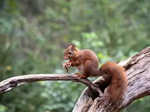 European Red Squirrel Drucke: Red Squirrel, Sciurus vulgaris