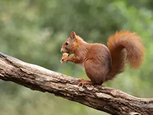 European Red Squirrel Drucke: Red Squirrel, Sciurus vulgaris
