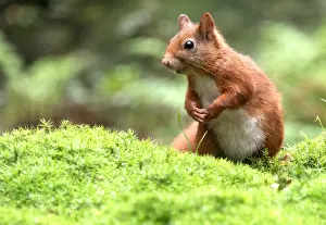 Sciurus Vulgaris Drucke: Red Squirrel, Sciurus vulgaris