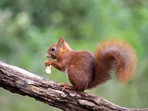 European Red Squirrel Drucke: Red Squirrel, Sciurus vulgaris