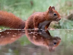 European Red Squirrel Drucke: Red squirrel, Sciurus vulgaris