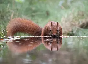 Sciurus Vulgaris Habitat Drucke: Red squirrel, Sciurus vulgaris