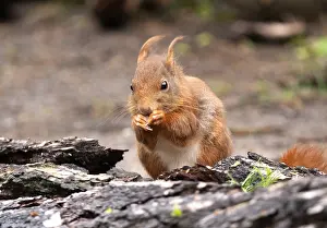 European Red Squirrel Drucke: Red Squirrel, Sciurus vulgaris
