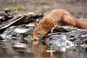 Sciurus Vulgaris Species Drucke: Red Squirrel, Sciurus vulgaris