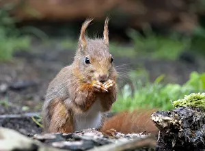 European Red Squirrel Habitat Drucke: Red Squirrel, Sciurus vulgaris