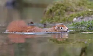 European Red Squirrel Drucke: Red squirrel, Sciurus vulgaris