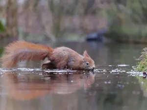 Sciurus Vulgaris Habitat Drucke: Red squirrel, Sciurus vulgaris