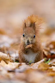 November Drucke: Eichhörnchen, Sciurus vulgaris