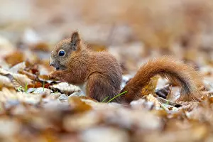 Sciurus Vulgaris Habitat Drucke: Red Squirrel, Sciurus vulgaris