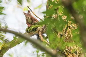 Sciurus Vulgaris Species Drucke: Red Squirrel, Sciurus vulgaris