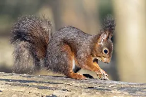 Sciurus Vulgaris Species Drucke: Red Squirrel, Sciurus vulgaris