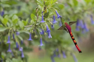 Argentine Nature Photography Drucke: Red-tailed Comet, Sappho sparganurus