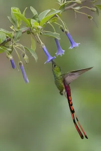Argentina Wildlife Images Drucke: Red-tailed Comet, Sappho sparganurus