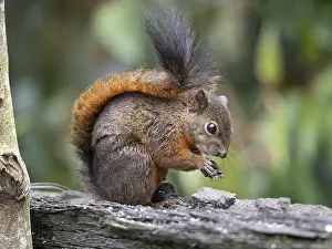 Gerahmter Druck : Erdhörnchen mit roter Schwanzschuppe (Sciurus granatensis) Gerahmter Druck : Erdhörnchen mit roter Schwanzschuppe (Sciurus granatensis)