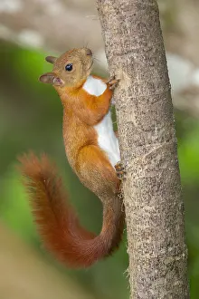 Erdhörnchen mit roter Schwanzschuppe (Sciurus granatensis)