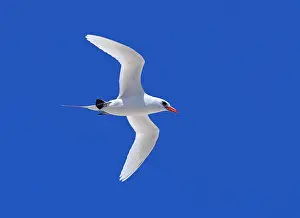Blue Sky Bird Flight Drucke: Red-tailed Tropicbird, Phaethon rubricauda