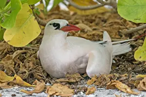 Southern Ocean Seabirds Drucke: Red-tailed Tropicbird, Phaethon rubricauda