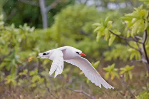 Pacific Island Wildlife Drucke: Red-tailed Tropicbird, Phaethon rubricauda