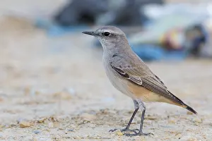 Passeriformes Bird Species Drucke: Red-tailed Wheatear