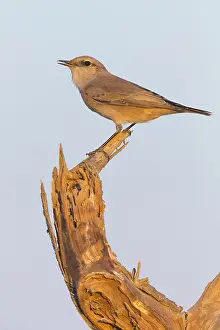 Passeriformes Birds Drucke: Red-tailed Wheatear