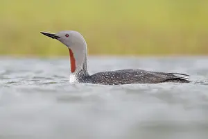 Nature Photography Wildlife Drucke: Red-throated Loon