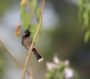 Asian Songbird Images Drucke: Red-vented Bulbul, Pycnonotus cafer