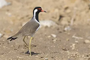 Red Wattled Lapwing Drucke: Red-wattled Lapwing