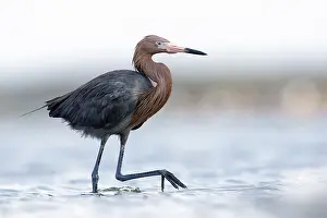 Reddish Egret Drucke: Reddish Egret, Egretta rufescens