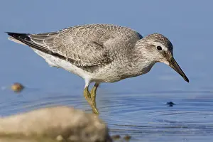 European Shorebirds Drucke: RedKnot