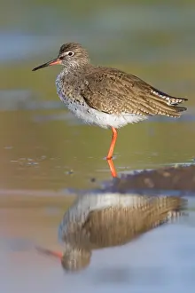Tringa Totanus Species Drucke: Redshank
