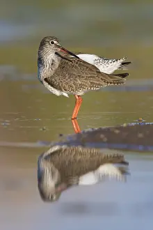 Bilder Datiert 12. März 2017: Redshank