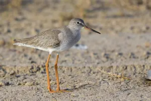 Charadriiformes Nature Images Drucke: Redshank