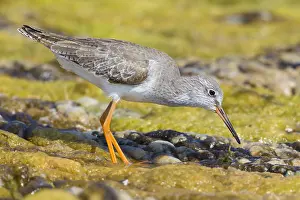 Scolopacidae Family Birds Drucke: Redshank