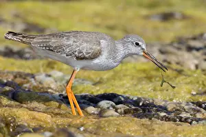 Scolopacidae Family Birds Drucke: Redshank