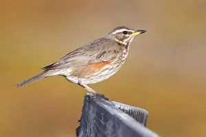 Redwing Bird Drucke: Redwing
