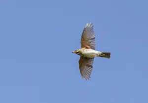 Redwing Bird Drucke: Redwing;Turdus iliacus