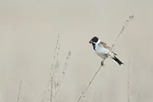 Reed Bunting