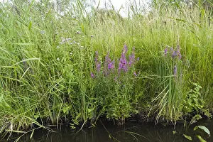 Summer Flowers Europe Drucke: Reedbed in bloom