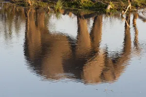 African Savannah Elephants Drucke: The reflection of an African elephant