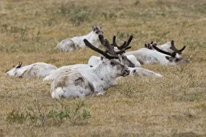 Nature Portraits Drucke: Reindeer